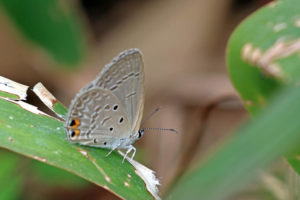 棕灰蝶 Euchrysops cnejus