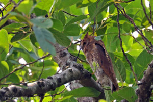 紅角鴞 Oriental Scops Owl