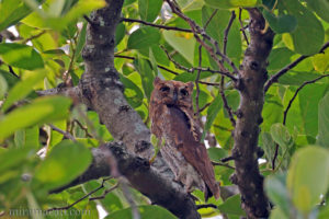 紅角鴞 Oriental Scops Owl