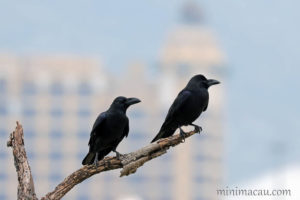 大嘴烏鴉 Large-Billed Crow