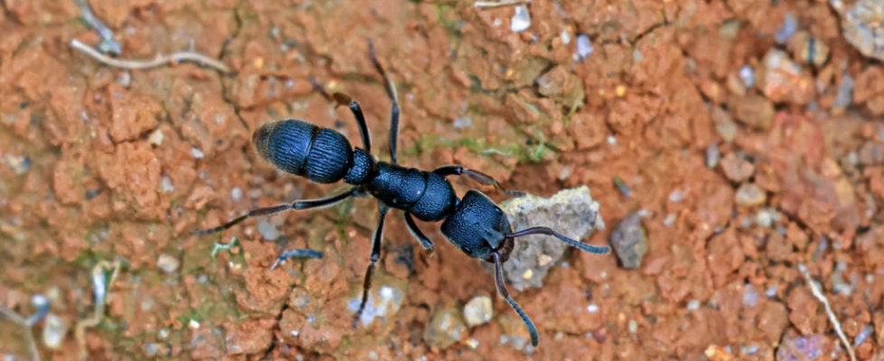 紅足修猛蟻 Pseudoneoponera rufipes