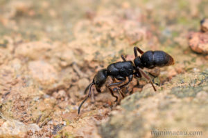 紅足修猛蟻 Pseudoneoponera rufipes