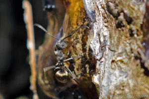 雙齒多刺蟻 Polyrhachis dives
