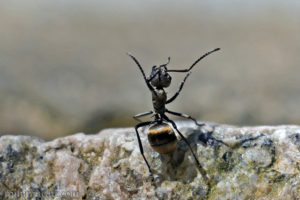 雙齒多刺蟻 Polyrhachis dives