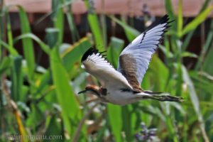 水雉 Pheasant-tailed Jacana