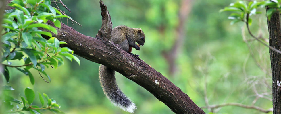 赤腹松鼠 Red-bellied Tree squirrel