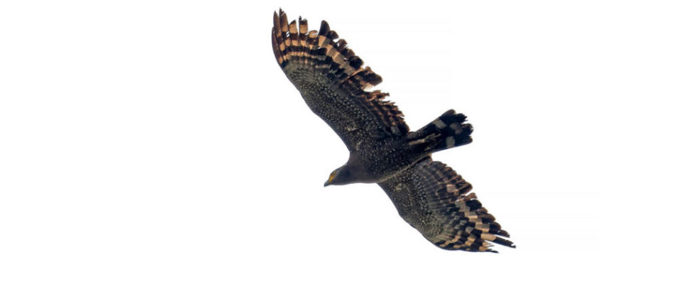 蛇鵰 Grested Serpent Eagle