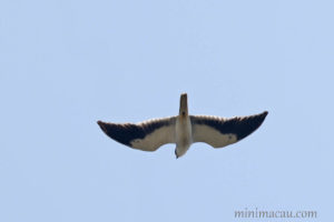 黑翅鳶 Black-winged Kite