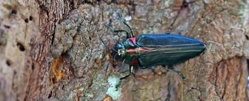 紅胸吉丁蟲 belionota prasina