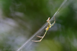 尖尾銀鱗蛛 Leucauge decorata
