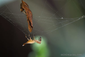 黃尾園蛛 / 黑尾曳尾蛛 Arachnura melanura