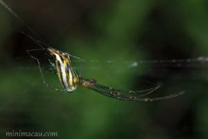 尖尾銀鱗蛛 Leucauge decorata