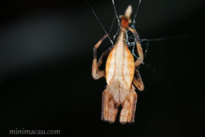 黃尾園蛛 / 黑尾曳尾蛛 Arachnura melanura