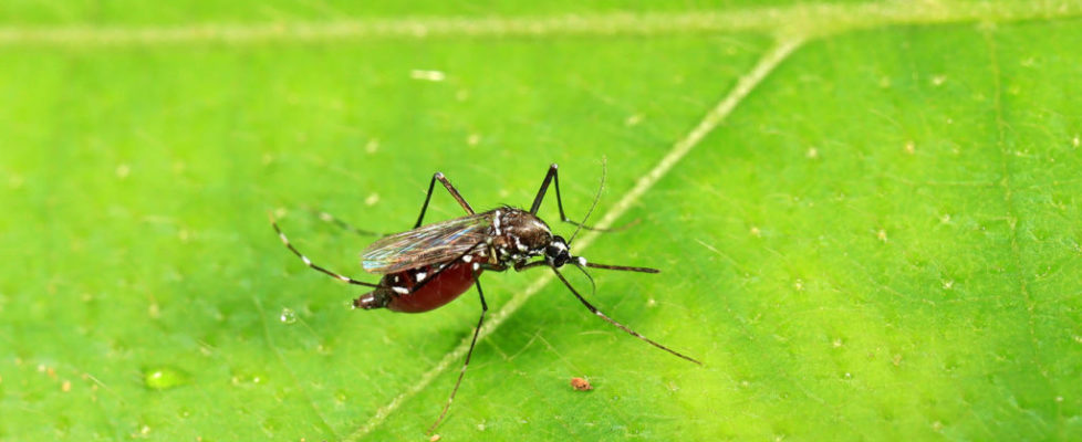 白紋伊蚊 Aedes albopictus