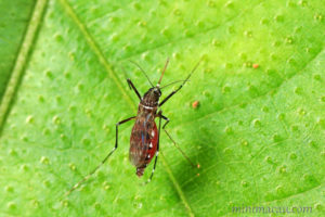 白紋伊蚊 Aedes albopictus