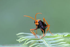 黃頭蛛蜂 Leptodialepis bipartitus