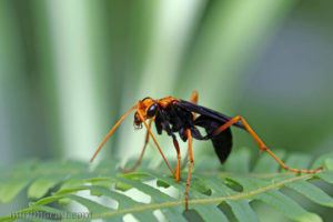 黃頭蛛蜂 Leptodialepis bipartitus