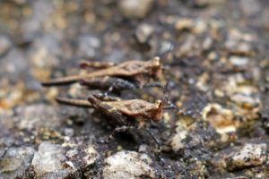 突眼優角蚱 Eucriotettix oculatus