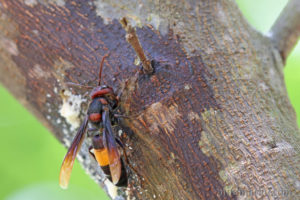 熱帶胡蜂 Vespa tropica