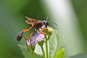 紅足沙泥蜂 Ammophila atripes