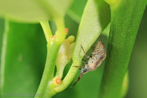 灰黃厚盲蝽 Eurystylus luteus