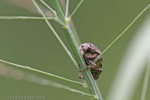 紡星花金龜 Protaetia fusca