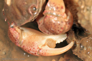 雄蟹螫足兩指間的球形膜泡
