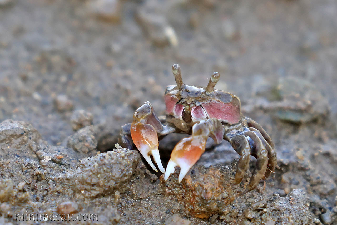 螃蟹控速来：世界上还有这么多美味的螃蟹_食用