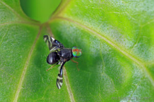 藍灰麗翅實蠅 Philophylla caesio