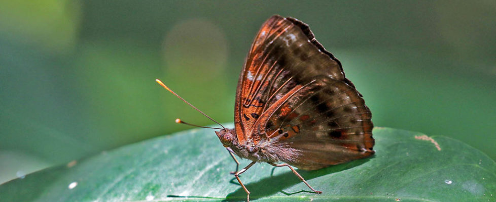 羅蛺蝶 Rohana parisatis