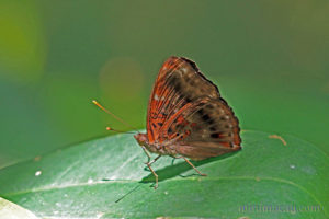 羅蛺蝶 Rohana parisatis