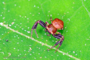 角紅蟹蛛 Thomisus labefactus