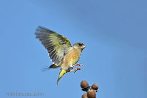 金翅雀 Grey-capped Greenfinch