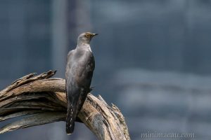 大杜鵑 Common Cuckoo