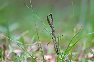 棕靜螳 Statilia maculata