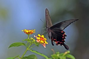 碧鳳蝶 Papilio bianor