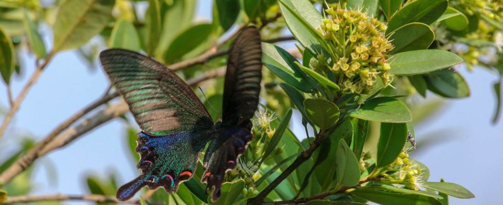 碧鳳蝶 Papilio bianor