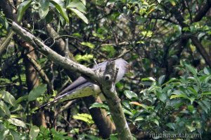 大杜鵑 Common Cuckoo