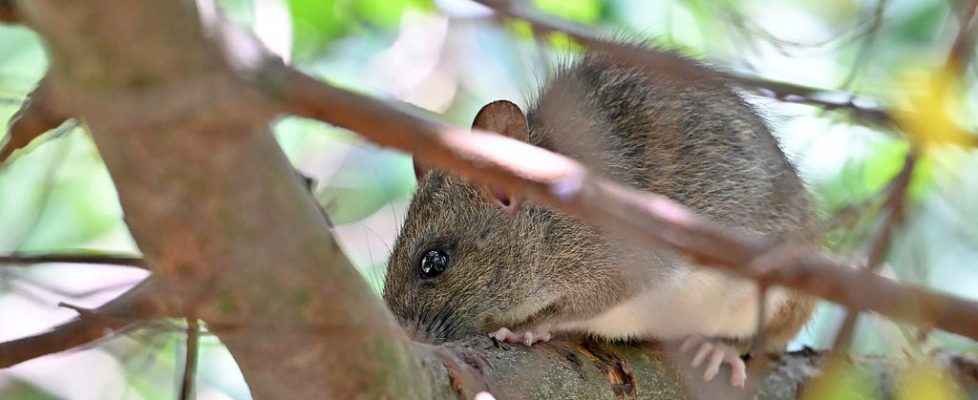 印支林鼠 Rattus andamanensis