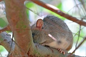 印支林鼠 Rattus andamanensis