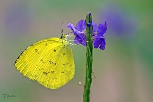 寬邊黃粉蝶 Eurema hecabe