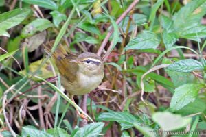 巨嘴柳鶯 Radde’s Warbler