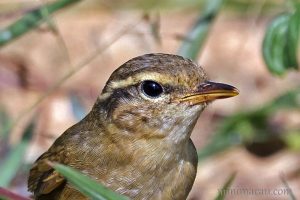 巨嘴柳鶯 Radde’s Warbler