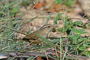 巨嘴柳鶯 Radde’s Warbler