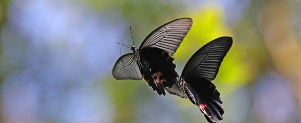 藍鳳蝶 Papilio protenor