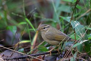 巨嘴柳鶯 Radde’s Warbler