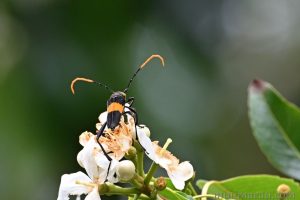 黃帶黑絨天牛 Embrikstrandia bimaculata