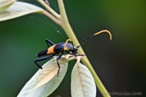 黃帶黑絨天牛 Embrikstrandia bimaculata