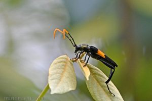 黃帶黑絨天牛 Embrikstrandia bimaculata