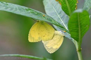 寬邊黃粉蝶 Eurema hecabe